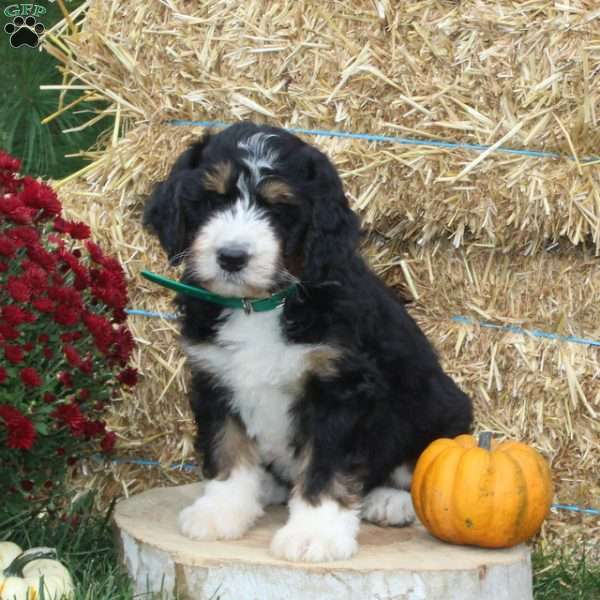 Indian Corn, Bernedoodle Puppy